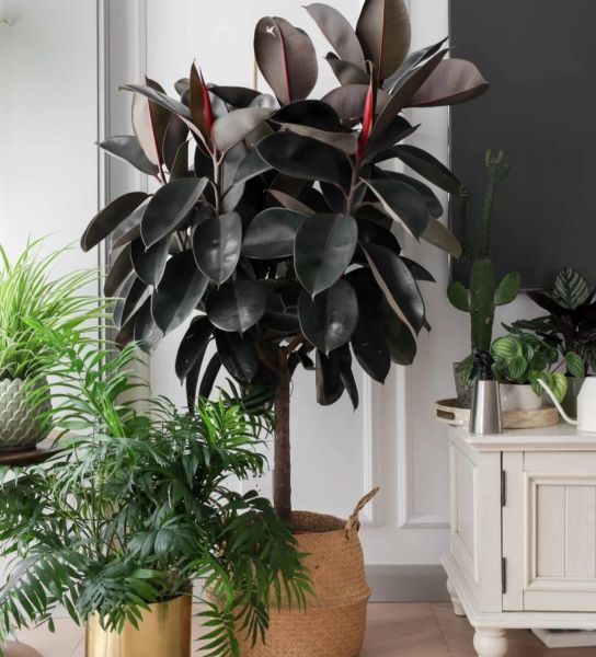 好养的大型绿植有哪些「好养的大型绿植有哪些 室内」_1